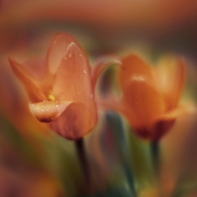 Wielkanocne tulipany